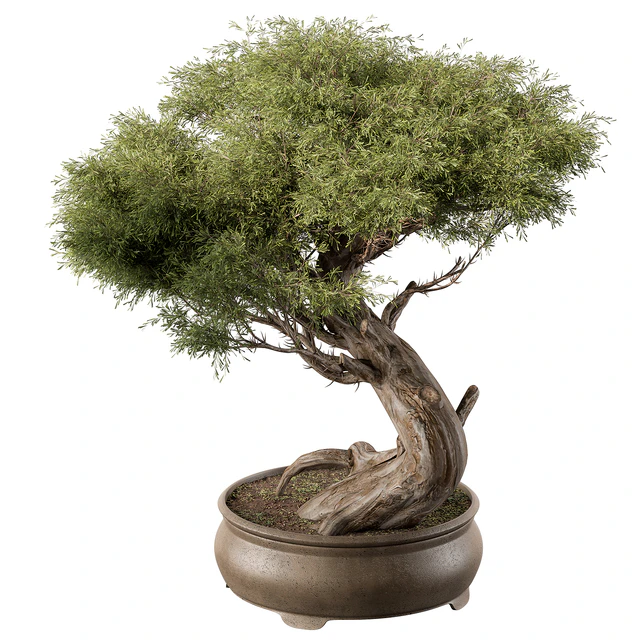 indoor Plant 452 - Bonsai Plant — Descargar