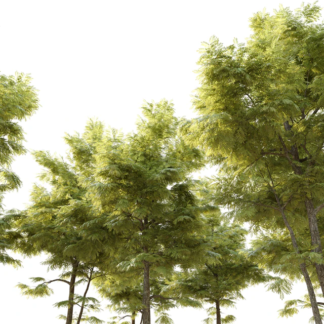 Ash tree 10 — Скачать