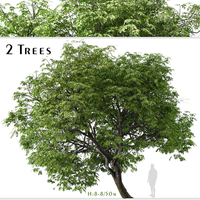 Set of Butternut Tree ( Juglans cinerea ) ( 2 Trees ) — Скачать