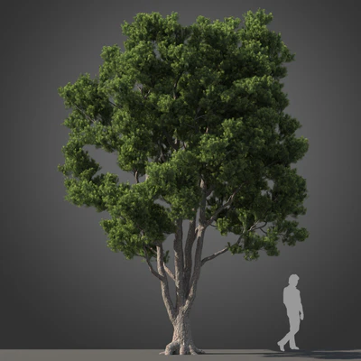 subtropical trees 032 — Descargar