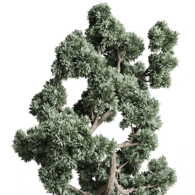 Bonsai 02 — Descargar
