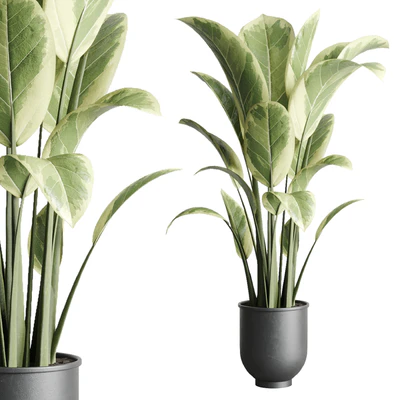 ficus elastica pot Indoor outdoor plant 229 concrete — Ver 1