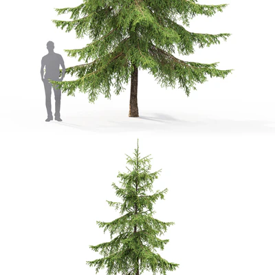 Spruce — Вид 2