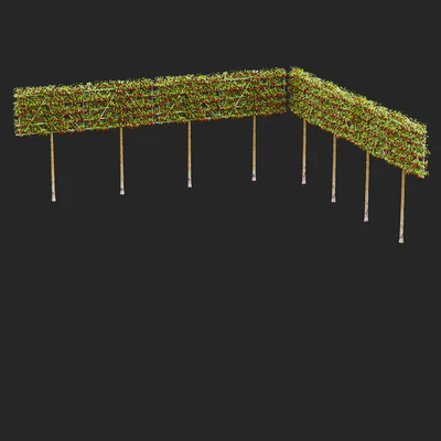 Apple tree on trellis | Malus fruit tree espalier — Ver 7
