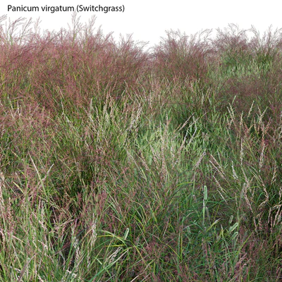 Panicum virgatum (Switchgrass) — Ver 4