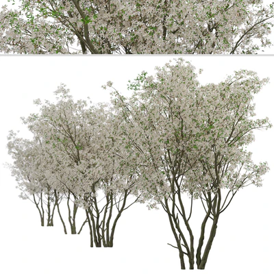 Set of Amelanchier Lamarckii Trees (Juneberry) (2 Trees) — Ver 5