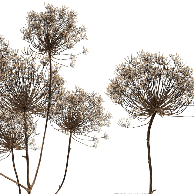 Bouquet of dried flowers in a glass vase with dry branches Hogweed . 158. — Descargar