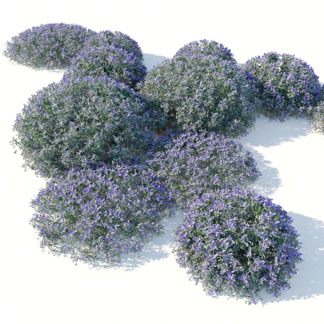 Teucrium fruticans — Descargar