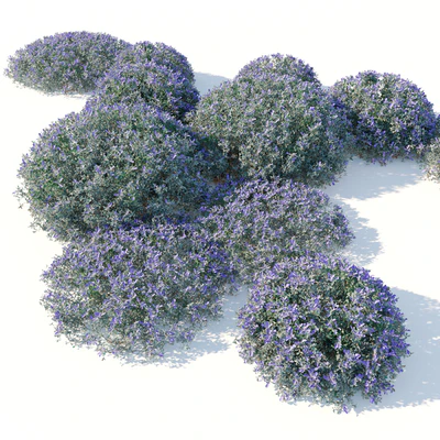 Teucrium fruticans — Ver 4