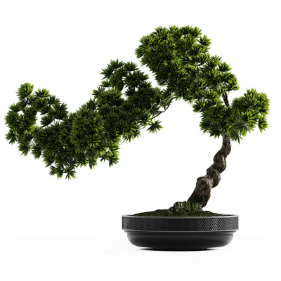Bonsai plant — Вид 5