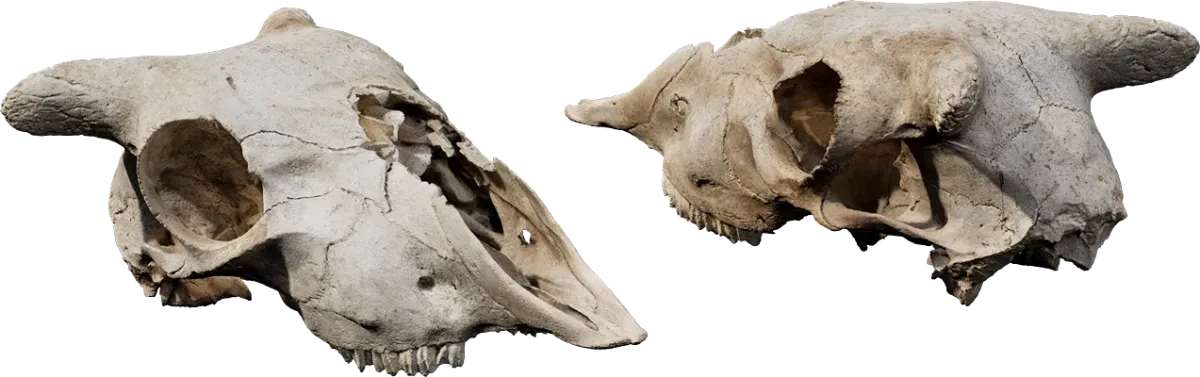 skull 004 — Скачать