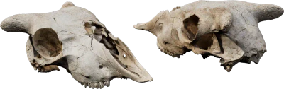 skull 004 — Скачать
