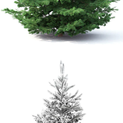 Spruce — Вид 3