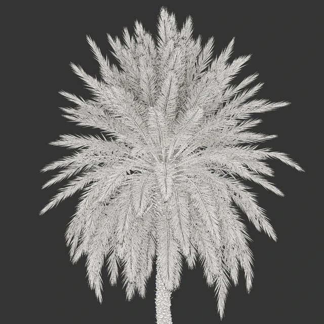 Phoenix dactylifera — Download