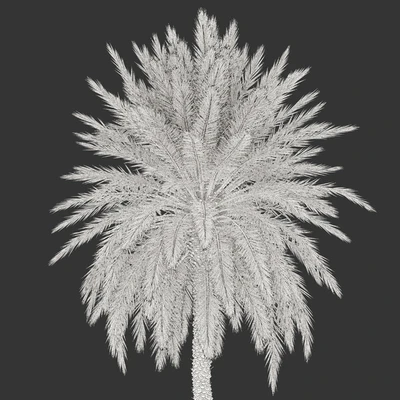 Phoenix dactylifera — View 6