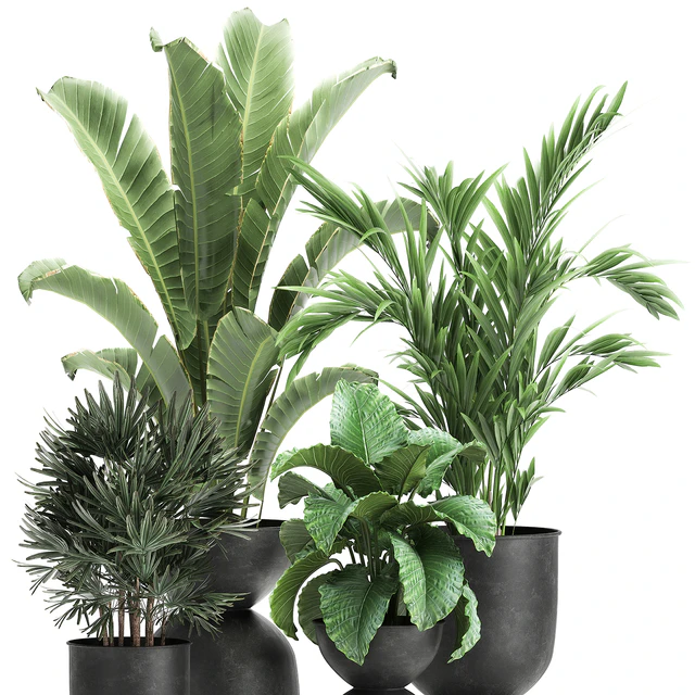 Collection of plants in black metal pots with Strelitzia, banana palm, Alokasia, rapeseed. Set 897. — Descargar