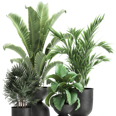 Collection of plants in black metal pots with Strelitzia, banana palm, Alokasia, rapeseed. Set 897. — Ver 7