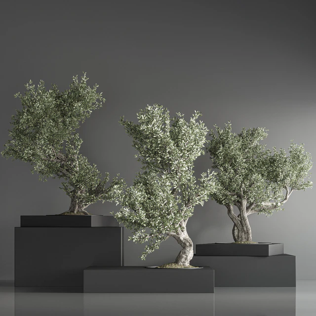 indoor plant bonsai set 29 — Скачать