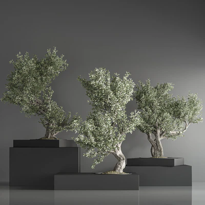indoor plant bonsai set 29 — Вид 7