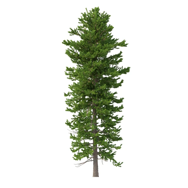 Norway spruce Set 1 Corona — Descargar