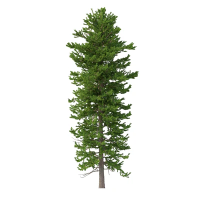 Norway spruce Set 1 Corona — Ver 7
