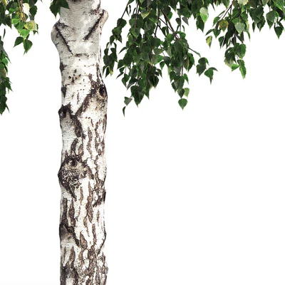 Birch — Вид 3