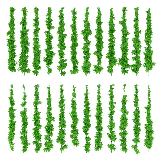 Leaves of grapes on the vine — Descargar