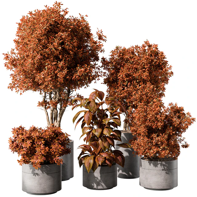 indoor Plant 463 - Tree and Bush — Скачать