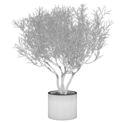 Plant set 02 - European olive — Вид 3