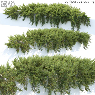 Juniperus — Ver 1