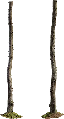 birch tree trunk 007 — Скачать
