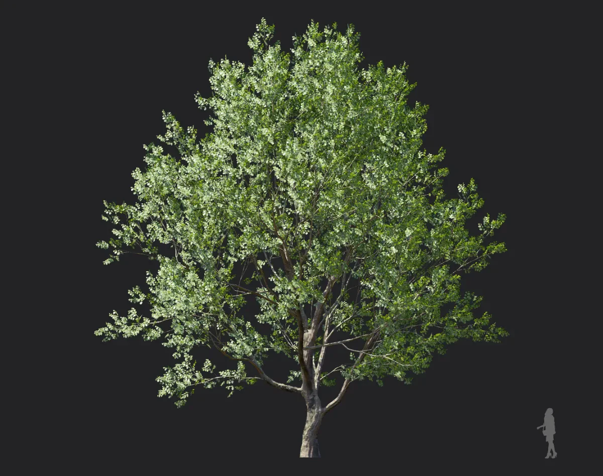 celtis koraiensis 002 — Скачать