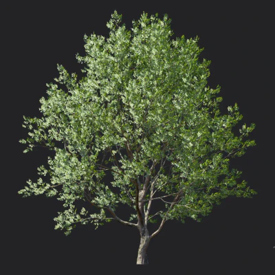 celtis koraiensis 002 — Скачать