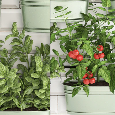Plant Collection 382. Кухонный сад, огород, кухонный фартук, плитка, овощи, зелень, помидоры, розмарин, базилик, рейлинг — Ver 3