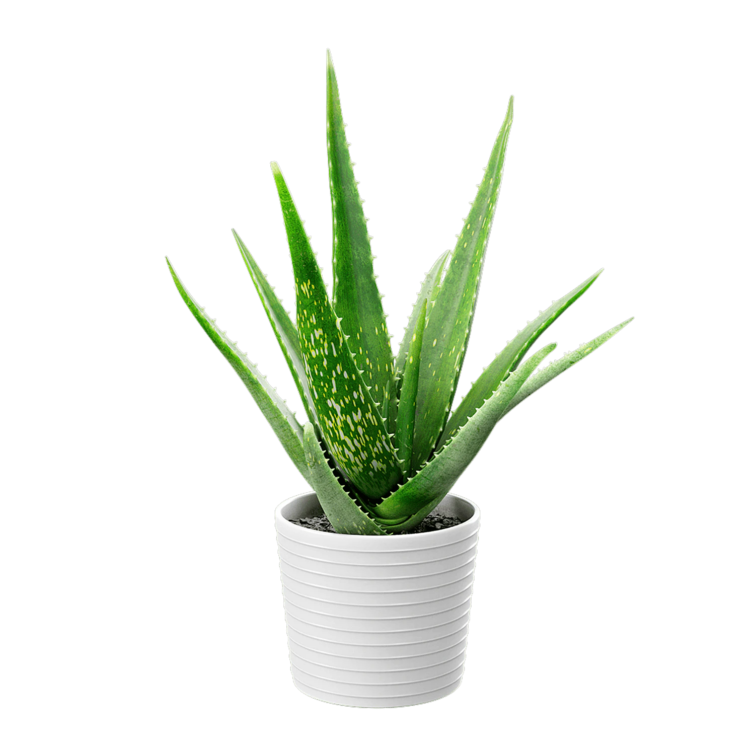 plant aloe vera — Descargar