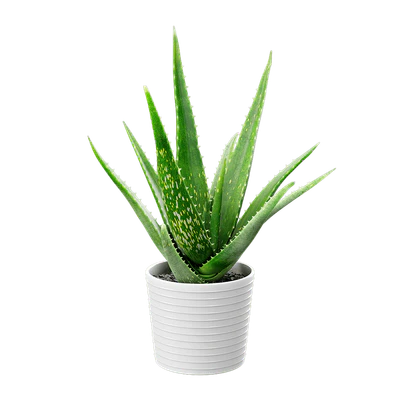 plant aloe vera — Descargar