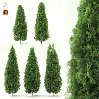 Thuja — Ver 1