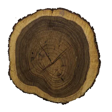tree trunk 007 — Скачать