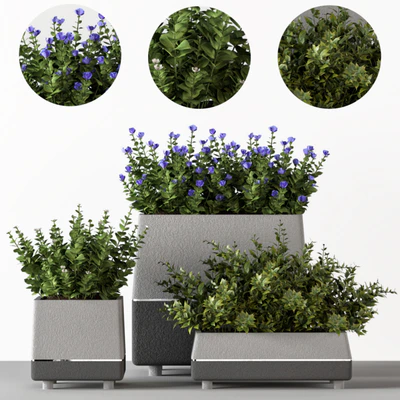Outdoor-bushes in concrete pots — скачать