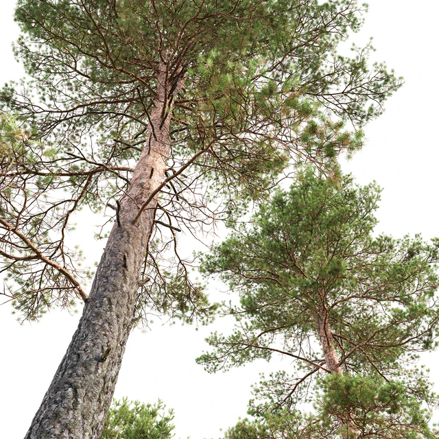 Pine — Descargar