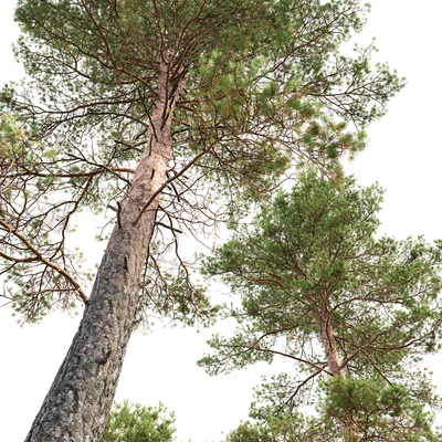 Pine — Ver 3
