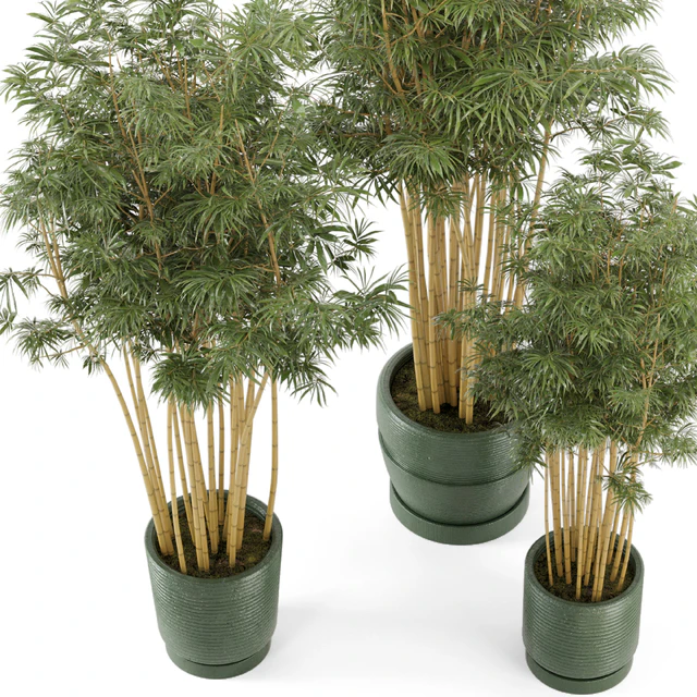 Indoor Plants Bamboo Set in rusty Concrete Pots - Set 108 — Descargar