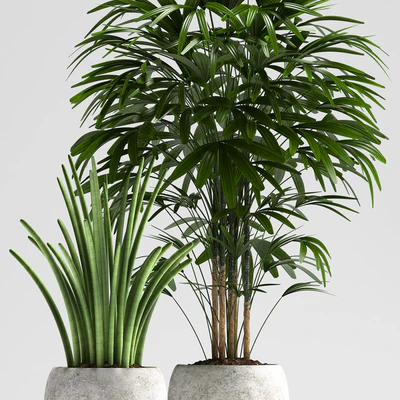 PLANTS 114 — Вид 2