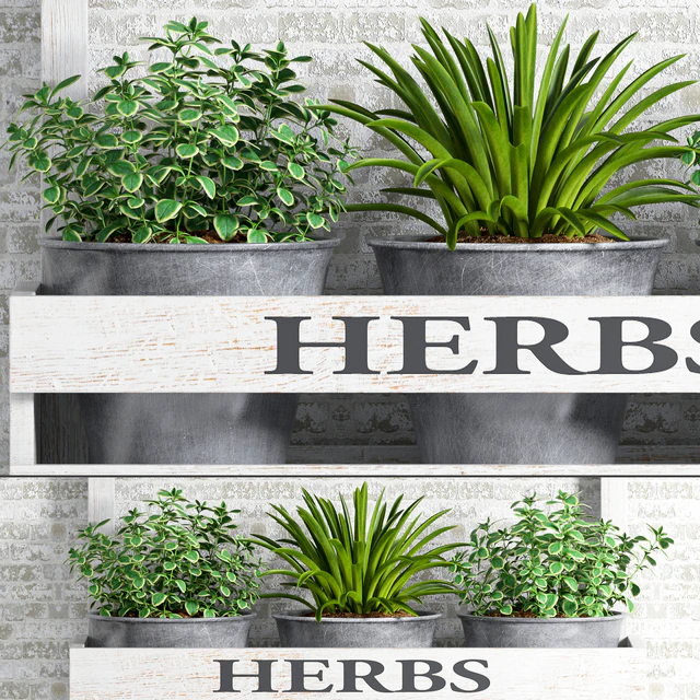 Herbs Plant -23 — Descargar