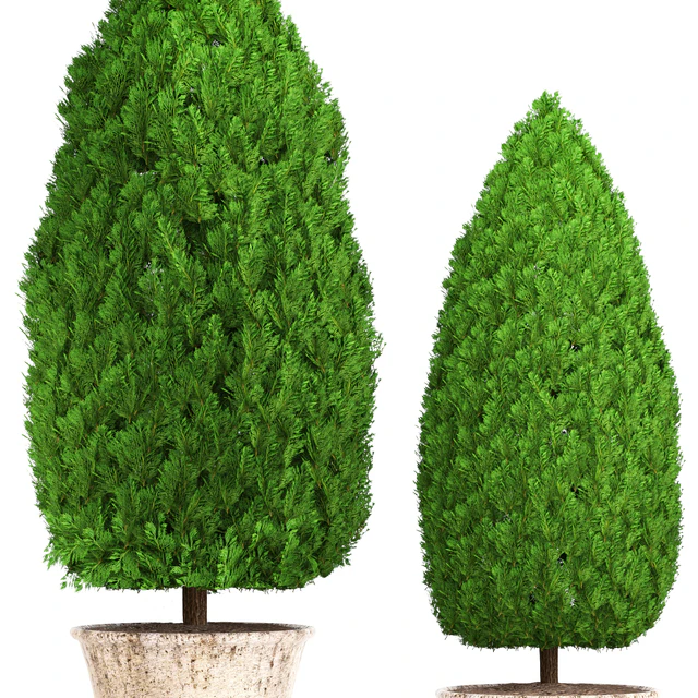 Collection of plants 127. Cupressus. garden trees, garden plants, cypress, thuja, pot, outdoor flowerpot — Descargar