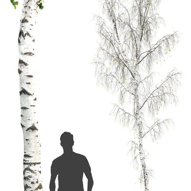 Betula — Descargar