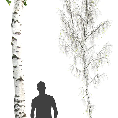Betula — Ver 3