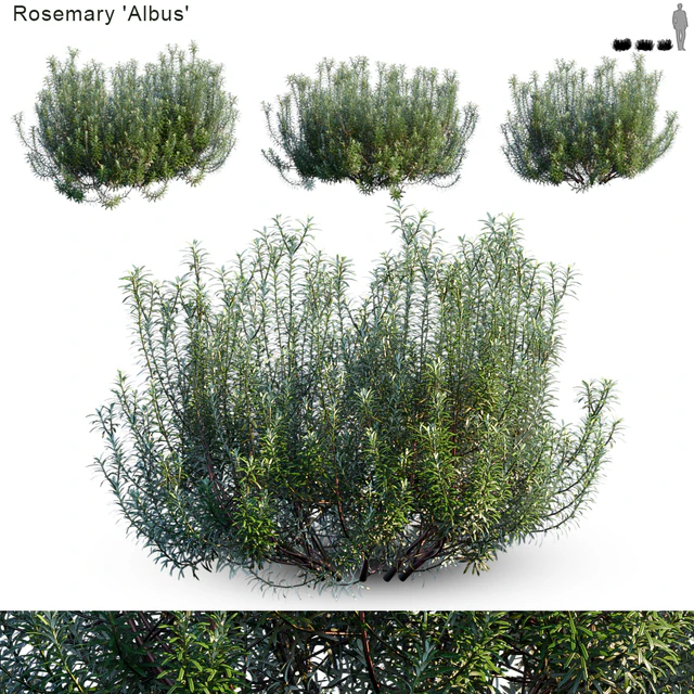 Rosemary albus — Descargar
