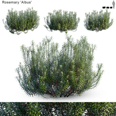Rosemary albus — Ver 1