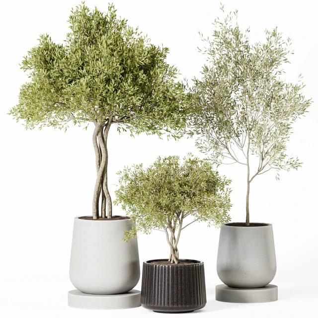 Indoor Plant Set 019 — Descargar
